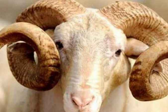 Kurban Bayramı Yaklaşırken Kurbanlık Hayvanlarda Boynuzunun Olmaması Kesime Engel Mi?