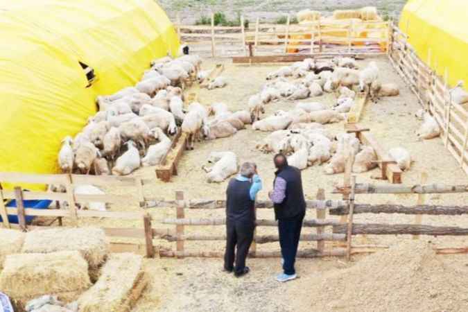 Keçiören Belediyesi Tarafından Kurban Pazarı Kuruldu, Yüzlerce Büyükbaş Ve Küçükbaş Hayvanlar Alıcısını Bekliyor
