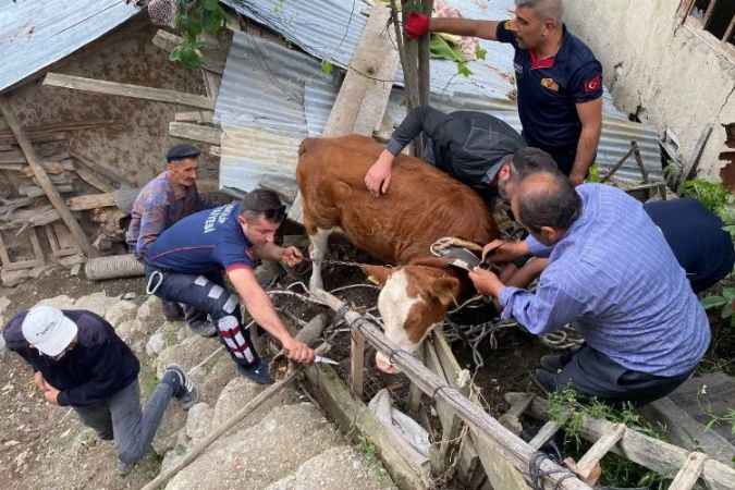 Firar eden inek çatıda yakalandı