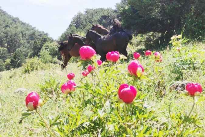 Şakayıklar Çiçek Açtı, Çiçek Açan Şakayıkları Koparan Yandı: Cezası 244 Bin 315 TL