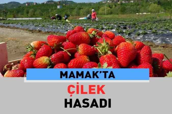 Mamak Belediyesi, Tarımda Öncü Belediye Olma Yolunda İlerliyor