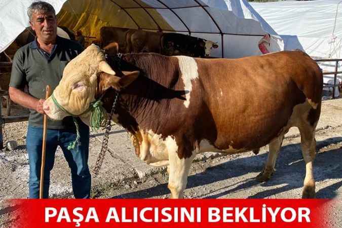 Yozgat Kurban Pazarının en büyük boğası Paşa oldu
