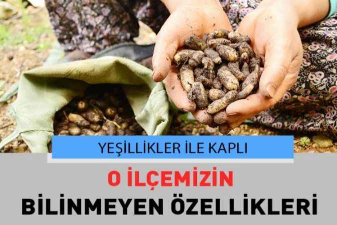 Yozgat’ın Ormanları İle Kaplı İlçesi: Akdağmadeni