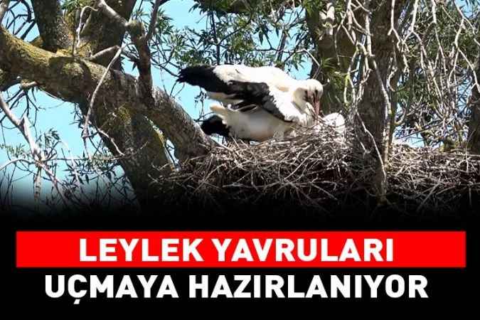 Leylek Ormanı'nda yumurtadan çıkan yavrular, uçmaya hazırlanıyor