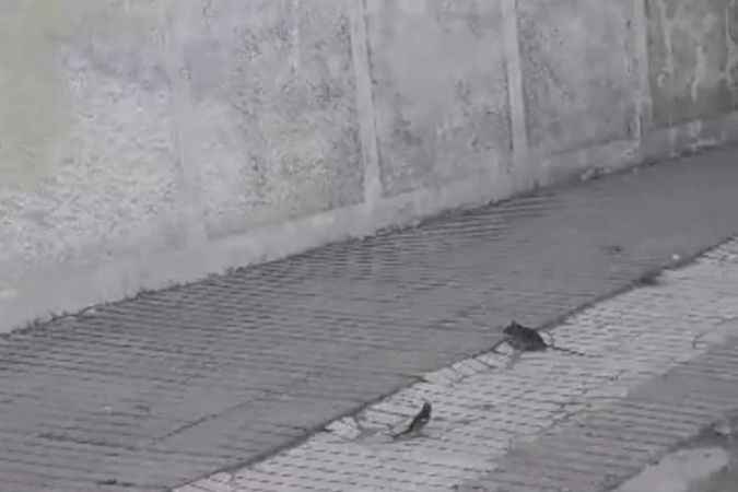 Kedinin Fare ile oynadığı gibi oynadılar!