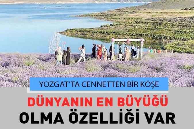 Yozgat’ta Muhteşem Bir Yer: Çekerek Lavanta Adası
