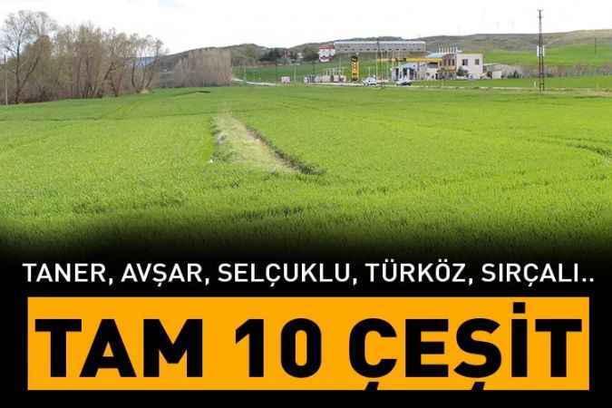 Yozgat'ta tam 10 çeşit denendi. Yerliye tanıtım...