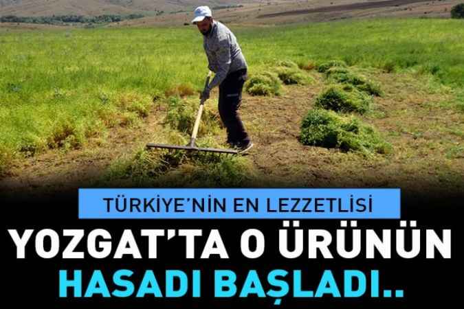 Türkiye'nin en lezzetlisi Yozgat'ta yetişiyor..