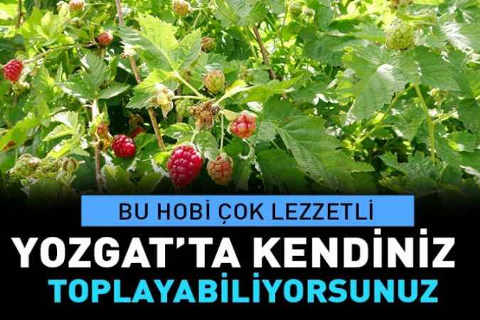 Yozgat'ın Sorgun İlçesi'nde hobi olarak böğürtlen yetiştiren üretici, şimdi taleplere yetişemiyor.