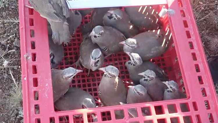Yozgat'ta üretilen 700 kınalı keklik Kırıkkale'de doğaya salındı