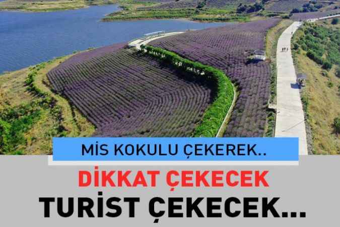 Yozgat'ın Çekerek İlçesi'nde bulunan Lavanta Adası görsel şölen sunuyor