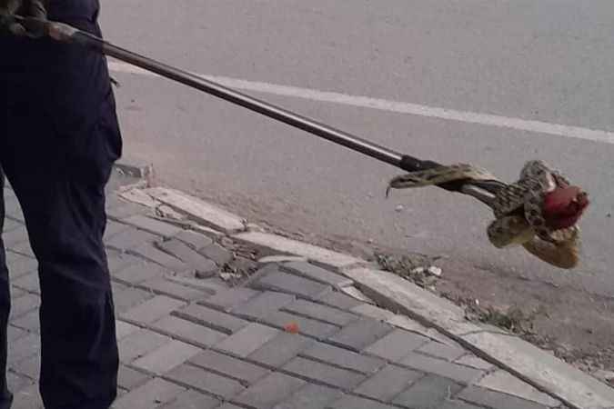 Sıcakların artmasıyla yılanlar evlere giriyor