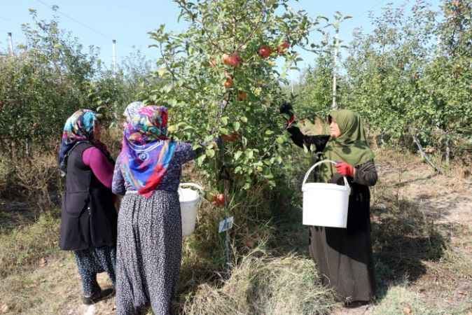 Köyde birleştirilen tarlalar göçü önleyip, işsizliği bitirdi