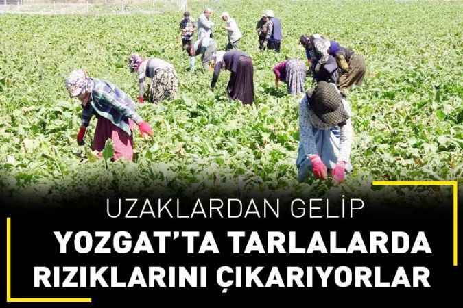 Yozgat’ta Mevsimlik Tarım İşçilerinin Mesaisi Devam Ediyor