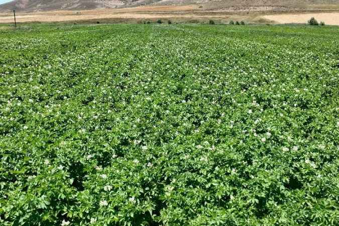 Patates'te rekoltenin artması fiyatlara yansıyacak