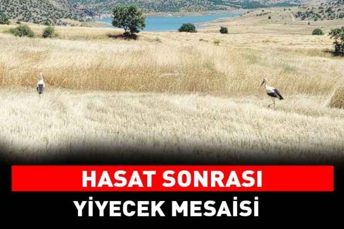 Yozgat’ta Hasat Sonrası Tarlalarda Yiyecek Mesaisi