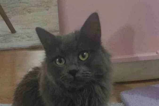 Yaramaz Kedi rahatsızlandı! gerçek aslında çok farklıydı
