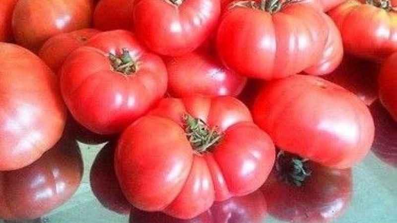 Orijinal Ayaş Domatesindeki Sır