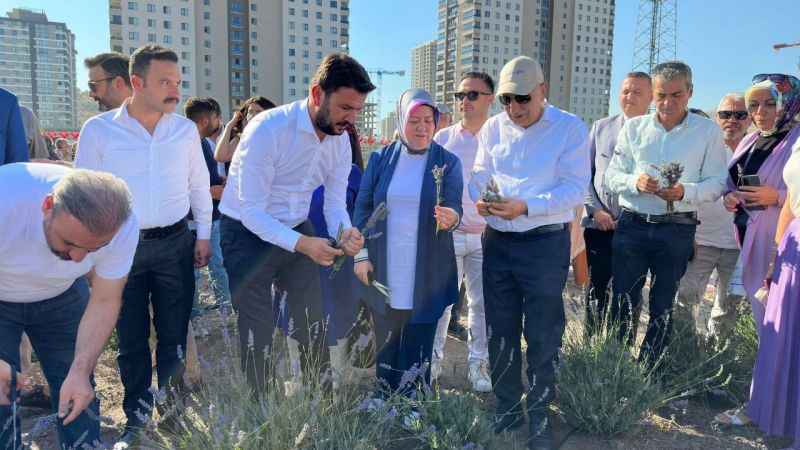 Keçiören’de Lavanta Hasadı Yapıldı! Keçiören Yeşille Güzelleşiyor