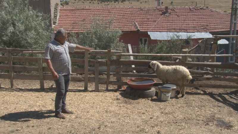 Ankara’da köpekler ağıla girdi! 5 koyun telef oldu