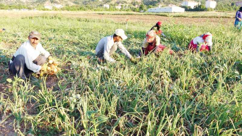 Yozgat’ta kuru soğan hasadı başladı. Tarlada 5 lira tezgahta 15 lira…