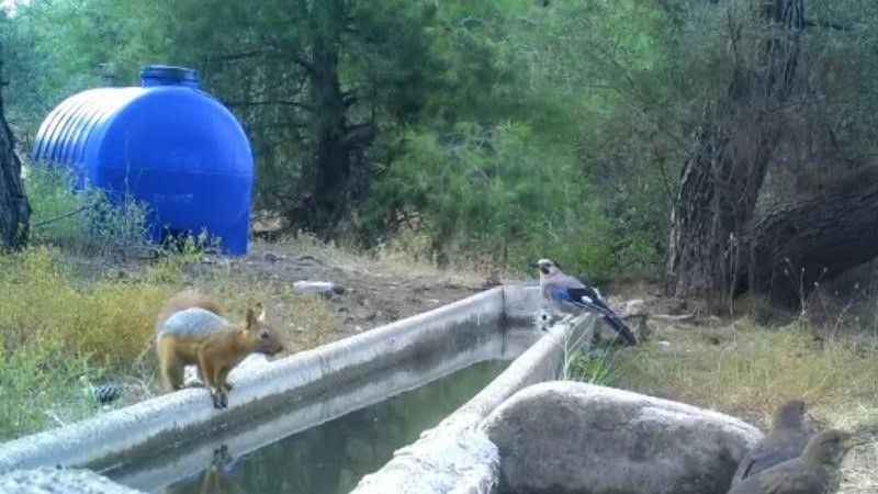 Sıcaklar etkili oluyor! Doğal yaşamdaki hayvanlarda sıcaklardan etkileniyor