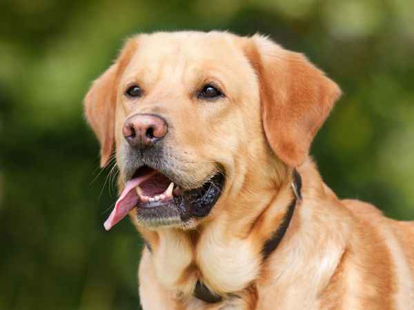 Köpek Sahiplenmek İsteyenler, Dikkat! Köpek Sahiplenirken Nelere Dikkat Etmeniz Gerekir ve Hangi Cinsleri Tercih Etmelisiniz...