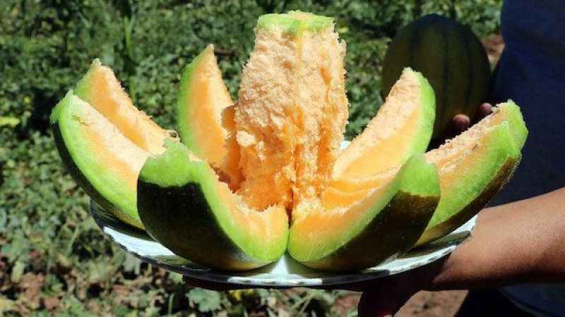 Yozgat'ın aydıncık İlçesi'nde yetişen aromatik lezzet: Bağrıbütün