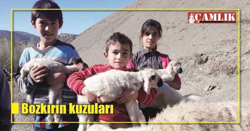 Bozkırın kuzuları