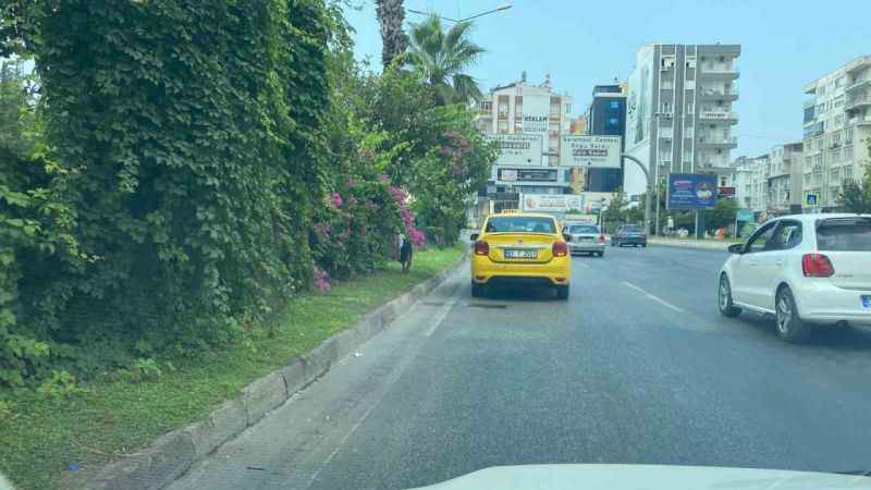 Kara yoluna çıkan köpek trafiği birbirine kattı