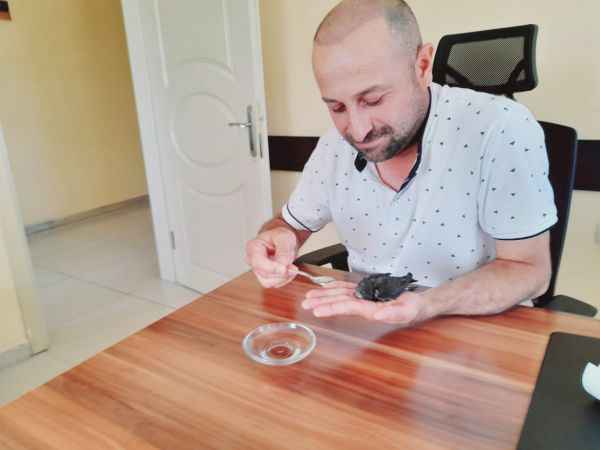 Yozgat İl Müftülük Personeli Ebabil kuşuna sahip çıktı