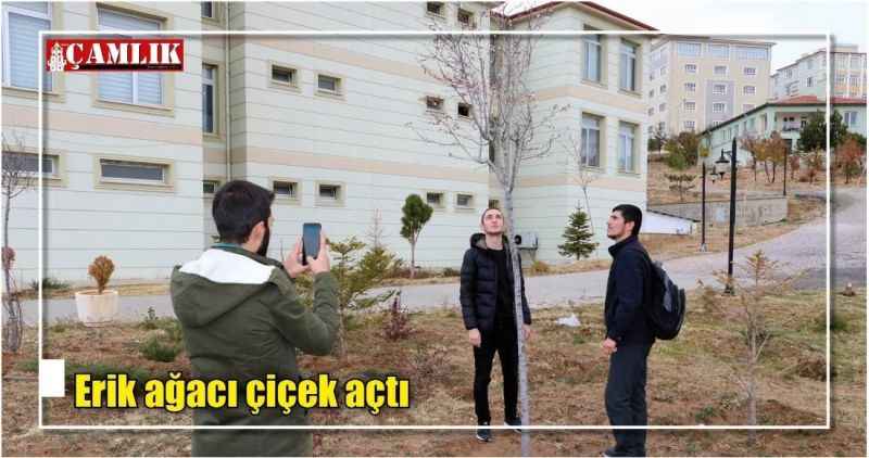 Erik ağacı çiçek açtı