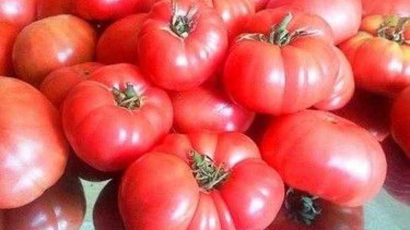 Ayaş Domatesi Tadılması Gereken Farklı Bir Lezzet
