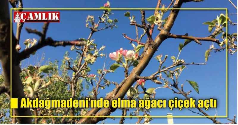 Akdağmadeni'nde elma ağacı çiçek açtı