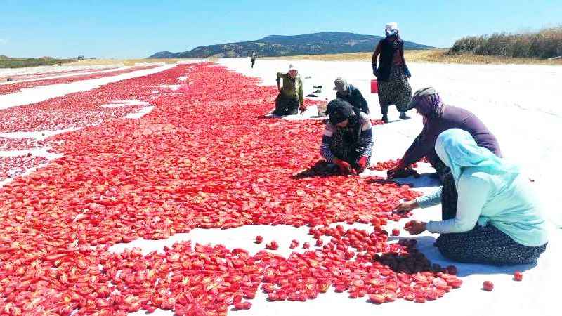 Yozgat’ta bin bir zahmetle toplanıyor, hem istihdama hem üretime katkıda bulunuyor