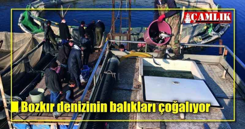 Bozkır denizinin balıkları çoğalıyor