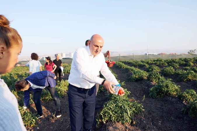 Keçiören Belediyesi'nin bostanında hasat yapıldı