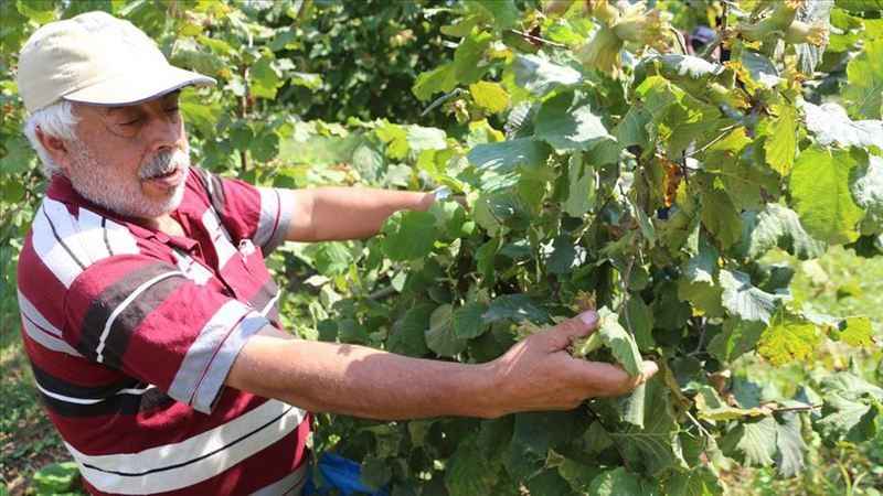 Fındık Piyasasında Yeni Gelişmeler: Fiyatlar Değişim Rüzgârında