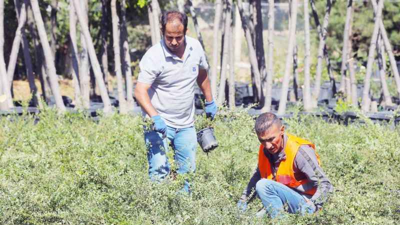 Yenimahalle Belediyesi, çiçek üretimini sürdürüyor