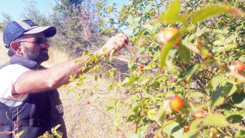 Yozgat’ta kış aylarının gözdesi, şifa kaynağı kuşburnunun zorlu mesaisi başladı
