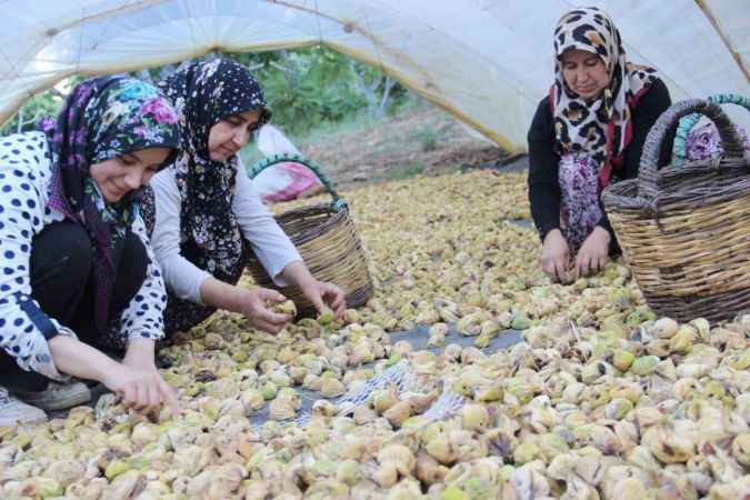 Aydın İnciri: Altın Meyvenin Bahçeden Sofraya Yolculuğu