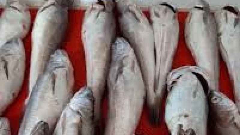 Denizlerden Gelen Yaşam / Sağlıklı Beslenmenin Formülü Balık: Hal Balık Fiyatları
