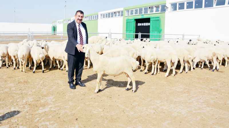 Yöresel Hayvancılık yapanlara müjde Hibe desteği verilecek