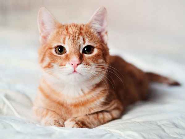 Yozgat’ta kediler Neden “Pisi Pisi”ye Yanıt Veriyor? Yozgat’ta kedi diline dair dikkat çeken açıklamalar...