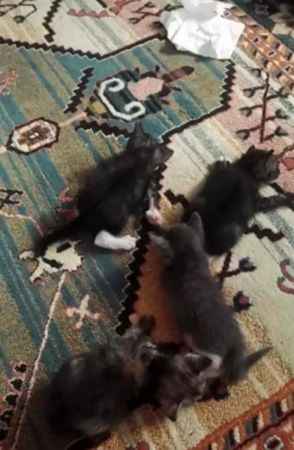 Ankara Sincan’da kedi vakası. Yok artık diyeceksiniz!