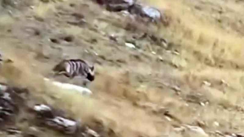 Yozgat'ta Nadir Görülen ve Nesli Tükenmekte Olan Sırtlan Görüntülendi