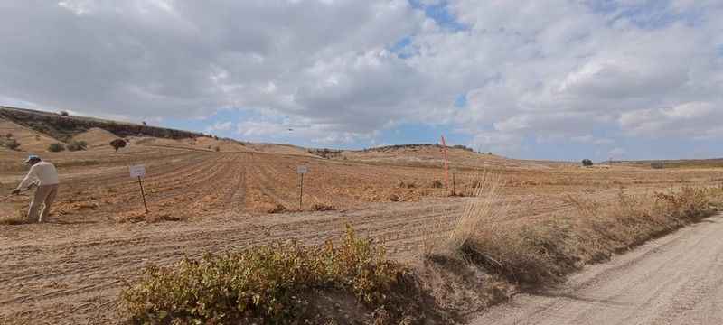 Yozgat’ın eski müdürü Nevşehir’de sofraların altınını hasat etti: değeri hiç düşmüyor