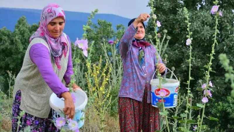 Hatmi Çiçeği: Yerel Ekonomiyi Canlandıran ve Sağlığa Faydalarıyla Bilinen Doğal Bir Hazine