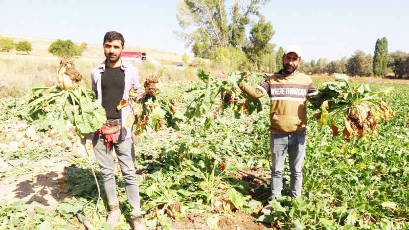 Yozgat Şeker Pancarı Hasadında Verimli Sezon