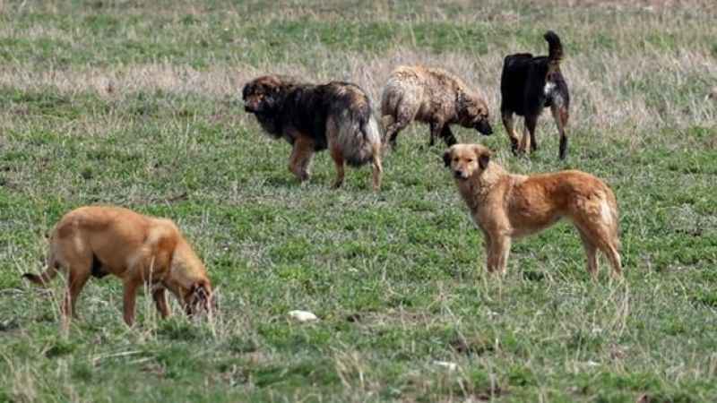 Türkiye'nin Kuduz ve Başıboş Köpek Sorunu Uluslararası Arenaya Taşındı